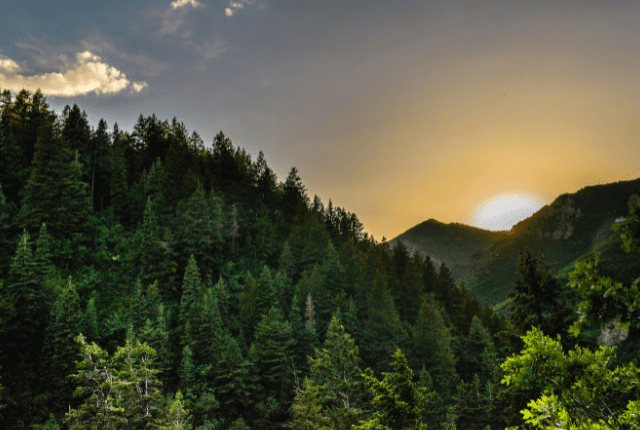 cloudDNA is on the way to being a Net Zero business